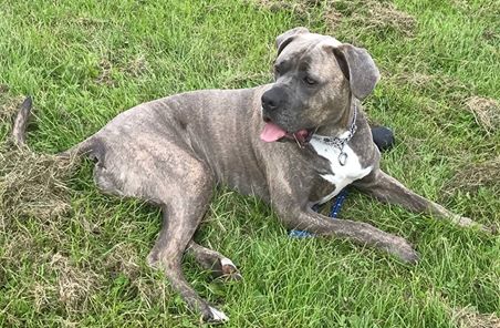 KTOKOLWIEK WIDZIAŁ PROSZONY O KONTAKT. SUNIA ZAGINĘŁA 17.08.2017 W GLIWICACH